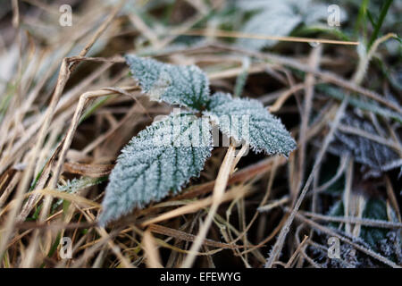 Brambles contemplati in una mattina il gelo. Foto Stock