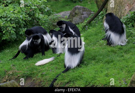 Gruppo di africani guerezas Mantled o Colobus scimmie (Colobus guereza) Foto Stock