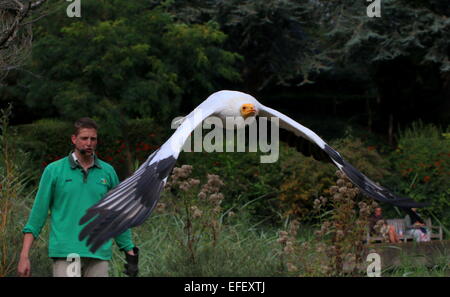 Gestore di uccelli dimostrando le abilità di un bianco Egiziano scavenger di Capovaccaio (Neophron percnopterus) durante uno spettacolo bird Foto Stock