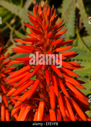 I fiori variopinti dell'Aloe Vera pianta in Costa del Sol in Spagna meridionale Foto Stock