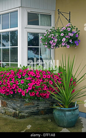 Vivid Petunia rosa fiori in mostra al di fuori di una casa rurale nel sud dell' Irlanda Foto Stock