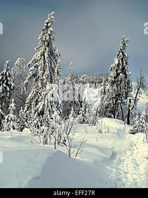 Paesaggio invernale con percorso pedonale e albero vicino a Zielony Kopiec collina di Beskid Slaski Foto Stock