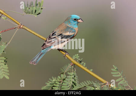 Lazuli Bunting - Passerina amoena - maschio Foto Stock