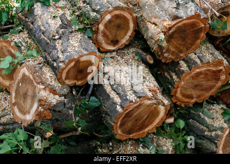 Struttura impilata ciocchi di legna ad estate foresta. La raccolta di legname log in una foresta d'estate. La raccolta di legname. Log in il logging. Foto Stock