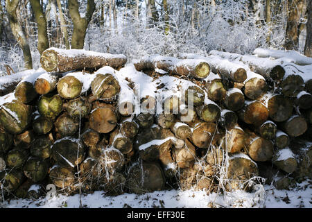 Raccolta dei registri di legname in un bosco d'inverno. In inverno la raccolta di legname. Log in il logging. Monconi nella foresta di inverno Foto Stock