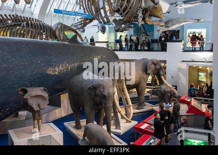 Collezione di mammiferi nel Museo di Storia Naturale di Londra, Inghilterra Regno Unito Foto Stock