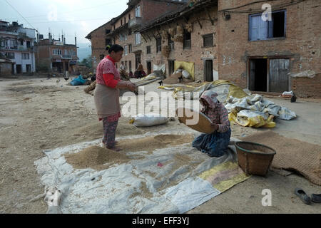 Le donne nepalesi la trebbiatura del grano in modo tradizionale nel villaggio di Bungamati un tradizionale Newar città nel distretto di Lalitpur nella zona di Bagmati del Nepal centrale Foto Stock