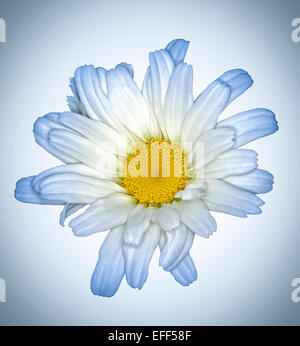 Fiore bianco di Leucanthemum "Daisy può' - Shasta Daisy, con la luce blu suggerimenti di petali, contro il fondo azzurro Foto Stock