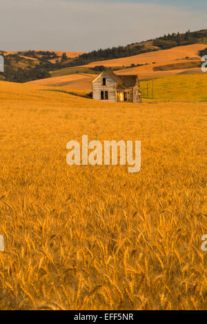 Un antico casolare si erge ancora nei campi di grano della Palouse area di Washington nei pressi di pullman. estate Foto Stock