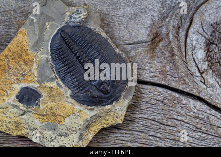 Close up di un perfetto trilobata fossilizzato in arenaria su legno di età Foto Stock