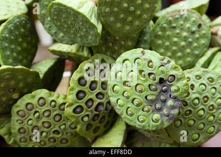 Fiore di loto seme cialde - bizzarra e ornamentale Foto Stock
