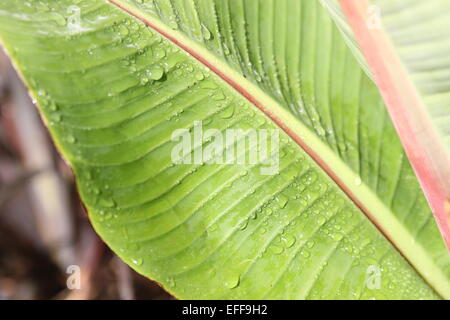 Ensete ventricosum, abissino di banana palm lascia dopo la pioggia Foto Stock