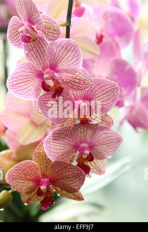 Phalaenopsis Baldan Caleidoscopio, Phalaenopsis orchid, Moth Orchid Foto Stock