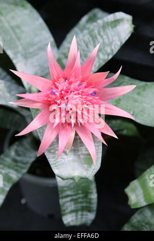 Aechmea fasciata, argento vaso Bromeliad Foto Stock