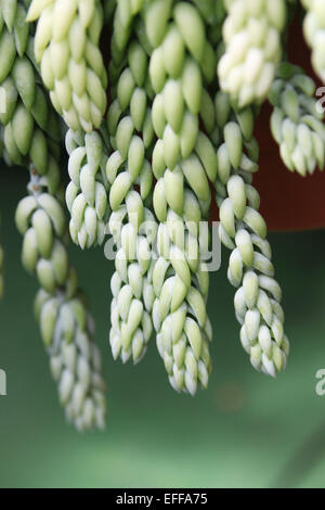 Sedum morganianum noto anche come "onkey's Tail', 'agnello coda dell' e 'Horse's Tail' Foto Stock