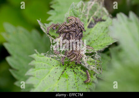 Piccola Tartaruga Caterpillar Aglais urticae esercito su ortica Cornwall, Regno Unito Foto Stock