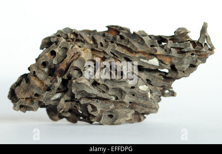 Driftwood annoiati dal grande shipworm, teredo navalis a molluschi bivalvi Foto Stock