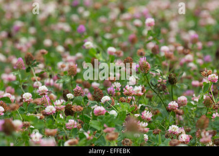 Il trifoglio in fiore Teneriffe fattoria; Cornovaglia; Regno Unito Foto Stock