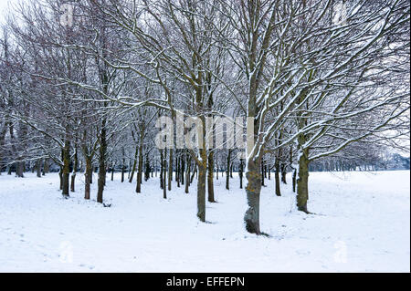 Oxford, Regno Unito. 3 febbraio 2015. South Park nella neve. Un paio di centimetri di neve copre il terreno e paesaggi classici di Oxford per la prima volta questo inverno. Foto: Andrew Walmsley/Alamy Live News Foto Stock