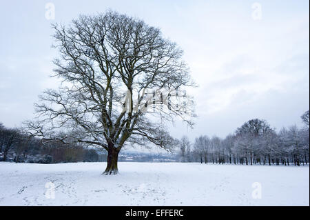 Oxford, Regno Unito. 3 febbraio 2015. South Park nella neve. Un paio di centimetri di neve copre il terreno e paesaggi classici di Oxford per la prima volta questo inverno. Foto: Andrew Walmsley/Alamy Live News Foto Stock