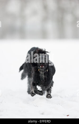 Oxford, Regno Unito. 3 febbraio 2015. I cani a giocare nella neve. Un paio di centimetri di neve copre il terreno e paesaggi classici di Oxford per la prima volta questo inverno. Foto: Andrew Walmsley/Alamy Live News Foto Stock