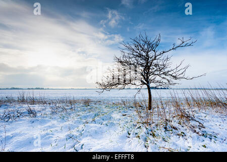 Sutton Gault, Cambridgeshire, Regno Unito. 3 febbraio, 2015. 3 febbraio 2015 vicino Mepal, Cambridgeshire Regno Unito. Una leggera coltre di neve copre il piatto Cambridgeshire Fen il paesaggio è sotto grandi cieli wintery come temperature è scesa a meno 2 gradi centigradi per tutta la notte. Il freddo è destinato a proseguire con più neve docce nei prossimi giorni come arctic aria fluisce oltre il Regno Unito da nord. Credito Eales Julian/Alamy Live News Foto Stock