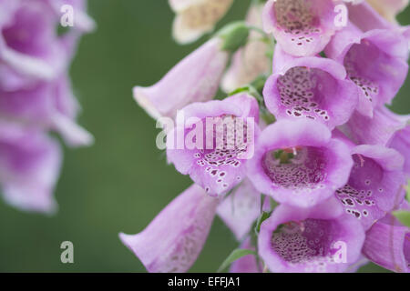 Digitalis purpurea closeup. A forma di campana avvistato e velenosi o digitalici Foxglove. Foto Stock