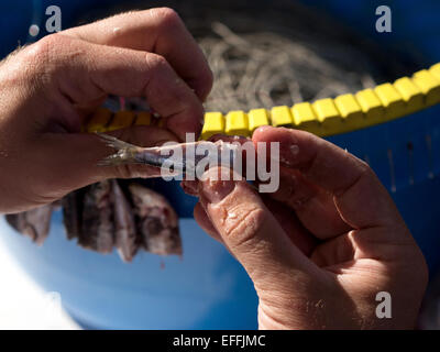 Fisherman preparazione lunga linea attrezzo da pesca con le sarde Foto Stock