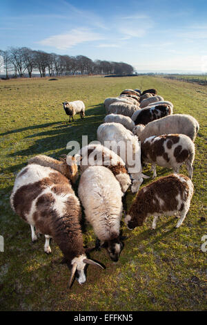 Southport, Merseyside, Regno Unito. 3 febbraio, 2015. Incinta miscelati razze rare di ricezione alimentare complementare all'approccio della figliatura stagione al mulino a vento Fattoria degli animali. Gli animali presso l'azienda sono di solito programmati per dare nascita intorno alla scuola a metà termine in due settimane, ma alcuni sono precoci e può causare incidenti. Foto Stock