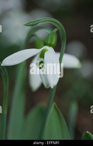 Galanthus elwesii Selborne Green Suggerimenti, chiamato in onore del naturalista inglese Henry John Elwes (1846-1922). Foto Stock