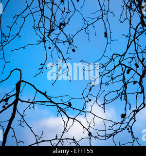 Semi sul ramo di albero contro il cielo blu. Foto Stock