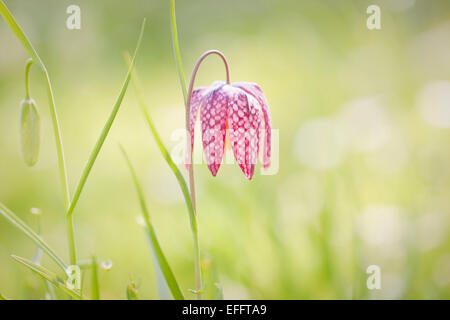 Fritillaria meleagris. Aprile, Sud Devon, Regno Unito Foto Stock