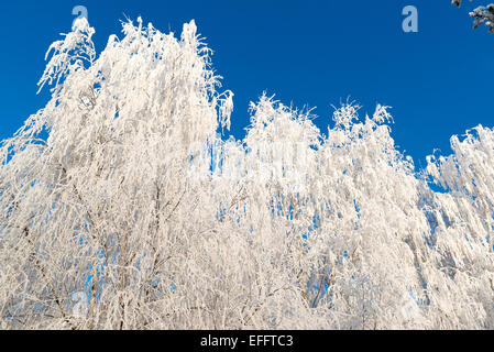 Bella foresta invernale sulla giornata di sole Foto Stock