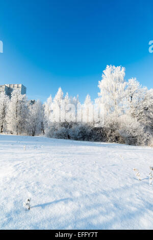 Bella foresta invernale sulla giornata di sole Foto Stock