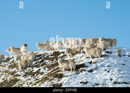 Pecora su un pendio nevoso in inverno. Scottish Borders. Scozia Foto Stock