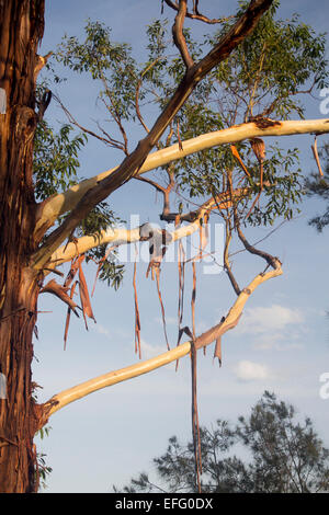 Eucalipto con corteccia versando in estate NSW Australia Foto Stock