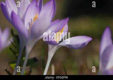 Crocus tommasinianus in fiore, Marzo, naturalizzato in erba sotto gli alberi. Foto Stock