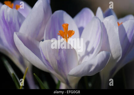 A fioritura primaverile crocus vernus "Pickwick", marzo, Regno Unito Foto Stock