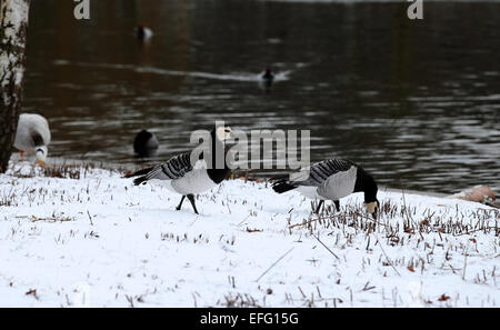 Londra, Regno Unito. 3 febbraio, 2015. Gli uccelli a piedi dalla riva del lago a Londra, in Gran Bretagna il 3 febbraio 2015. Credito: Han Yan/Xinhua/Alamy Live News Foto Stock