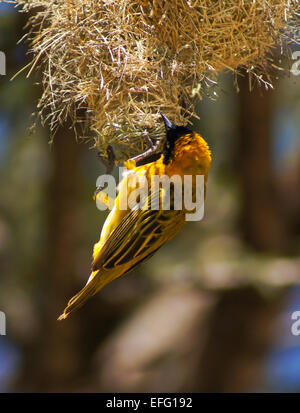 Giallo-backed Weaver (Ploceus melanocephalus), Kenya, Africa Foto Stock