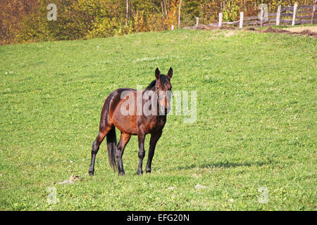 Brown giovane cavallo su un verde prato Foto Stock