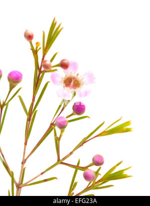 Piccola rosa fiore di cera isolata su sfondo bianco Foto Stock