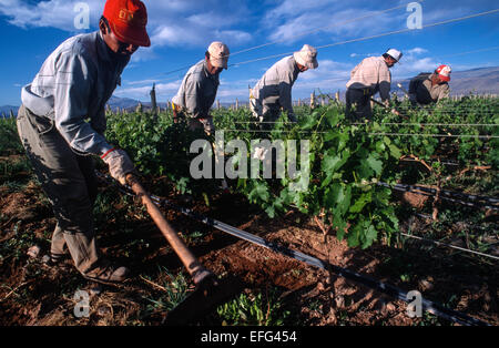 Gli uomini al lavoro in un vigneto. Ranch Colome. Provincia di Salta, Argentina Foto Stock