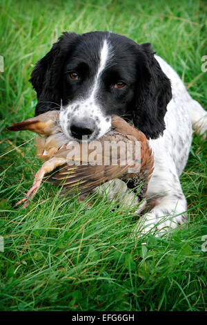 Spaniel cane giacente su erba con pernice recuperati da gioco shoot Foto Stock