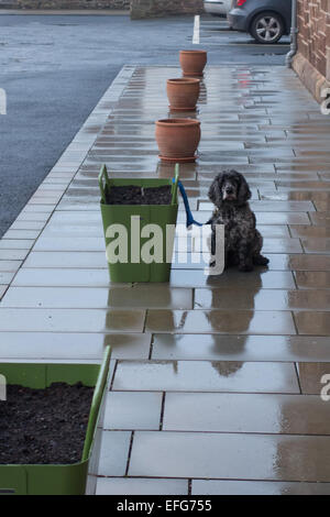 Cane legato al di fuori di una biblioteca sotto la pioggia Foto Stock