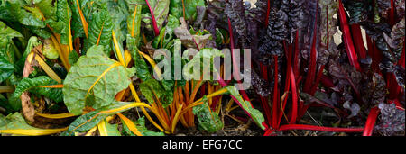 Beta vulgaris subsp cicla giallo bietole rosse foglie fogliame verdure commestibili veg vegetariani RM Floral Foto Stock