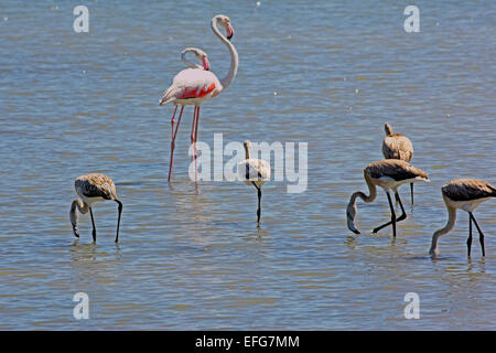 Créche di Giovani fenicotteri (Phoenicopterus roseus) Due adulti supervisionare un presepio di cinque giovani Foto Stock