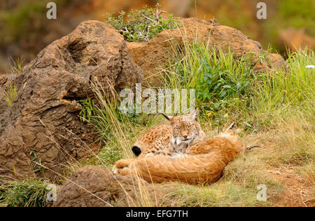 Paio di Eurasian comune, Lynx Lynx lynx sdraiati sull'erba Foto Stock