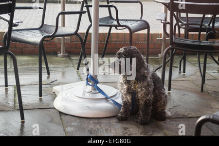 Cane legato al di fuori di un cafe Foto Stock