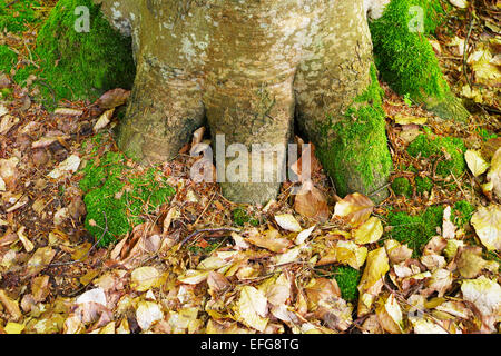 Il faggio Fagus sylvatica base ad albero nella foresta. Pomerania, Polonia settentrionale. Foto Stock